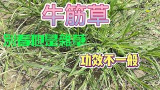 牛筋草介紹#青草#草藥#雜草#野草#草