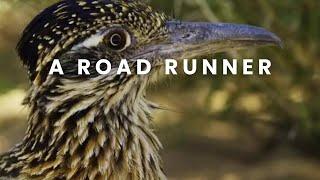 ROADRUNNER || THE DESERT'S SPEEDY SURVIVOR