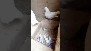 Aky Kabutar ky nachy 4 Andy ️#pigeon #kabutars #aliwal #viral