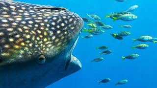 These Fishermen Are Helping Whale Sharks Thrive | 4K UHD | Seven Worlds One Planet |  BBC Earth