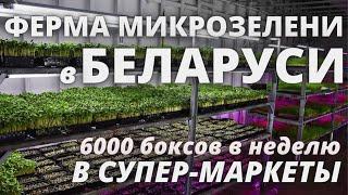 Бизнес  обзор микрозелень Беларусь