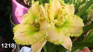 Best Of hemerocallis - daylily passion - 2015 - hemeroca7