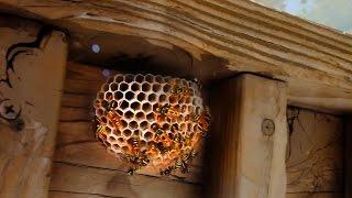 Relocating A Wasp Nest