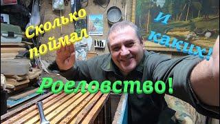  Ловля роёв 2024! Как я поймал ОГРОМНЫЙ РОЙ мой трафей! Роеловство! #пчеловодство1