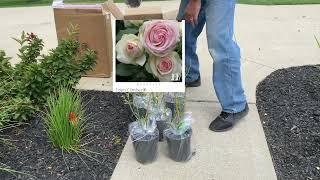 His Order Arrived: Unboxing Roses From Heirloom Roses #HeirloomRoses