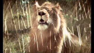 Animal Planet Lion Ident