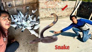 Snake  Na Kabooter Par Attack Kar Diya