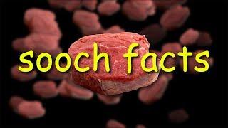 sooch facts