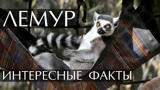 Лемур - интересные факты