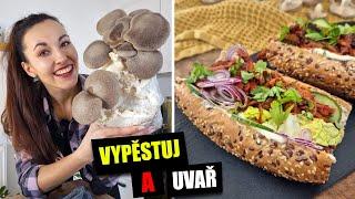 Druhá sklizeň hlívy královské + můj recept na trhané maso z hub!