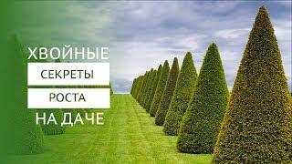 Почему желтеет туя и как лечить хвойные