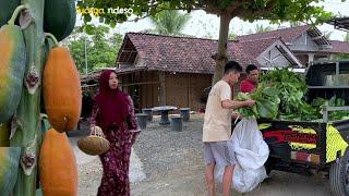 panen pepaya di kebun, lanjut masak pepaya muda santan pedas,ikan asin goreng tepung, masakan desa