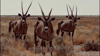 Your 5 Facts About The Gemsbok