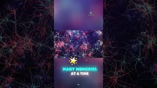 Neurons: The Ultimate Memory Architects.  @CrimoPedia_R #facts #brain #crimopedia