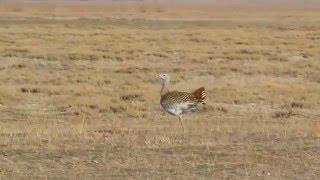 TOY Kuşunun Videosu - Great Bustard -Otis tarda