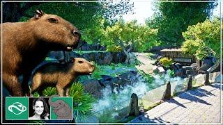  Building a Capybara Spa Habitat in City Zoo | Planet Zoo Speed Build