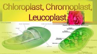 plastid and its types chloroplast, chromoplast and leucoplast# lecture