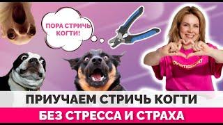 Как приучить собаку стричь когти?