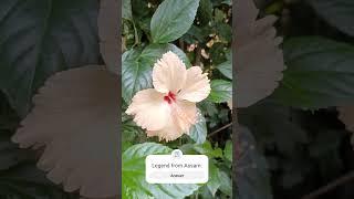 #legendary #singer from #assam ,Can you name it...!#music #nature #lovesong #enjoythenature