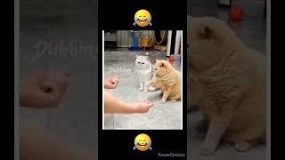 Bubloo Solluvan  || Dubbing Dappa #funny #cat #shorts #comedy #shortsfeed #catvideos #funnyanimals