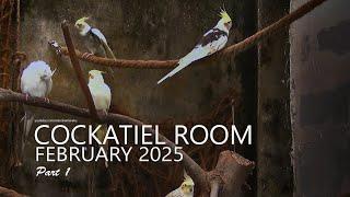 Cockatiel Room: February 2025 | Seeds Tray on Front Table - Part 1