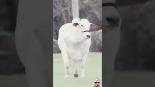 Cow shorts #gou #shorts #video