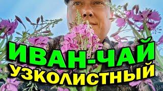 Заготовка иван-чая. Как выглядит, как растет, как определить иван-чай. Кипрей узколистный.