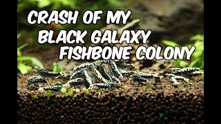 Shrimp Keeper's Regret: The Crash of My Black Galaxy Fishbone Colony