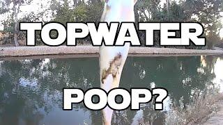 A Bass Pooped On Me In The Canal?!