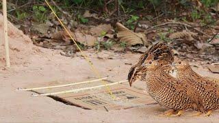 Unique Underground Quail Bird Trap - How to work 100%