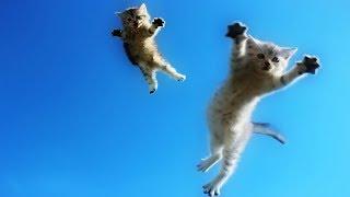 Funny Cats Jump Fail - Part 3