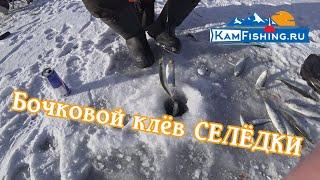 Бочковой Клёв Селёдки. Подлёдная рыбалка на Камчатке