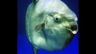 Subnautica Trash