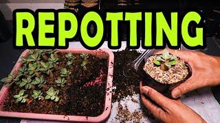 How to Repotting Adenium Plant Seedling, Age 1 Month. Desert Rose Bonsai.