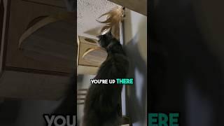 Super Athletic Cat Pt.1    #aspen #cats #kitten #pets #sports #maincoon