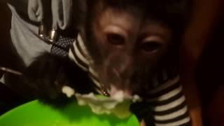 2015.09.30 Capuchin Monkey Masyanya. Learning to eat with a spoon.