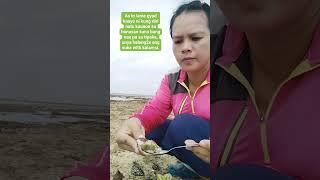 So fresh and so yummy this clam shell. #seashorevibes #seafoodadventure #seashells #seaweeds