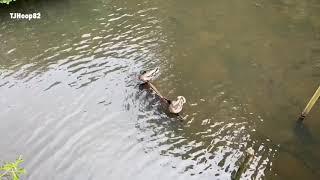 Stover Country Park - Heathfield -4 June 2020