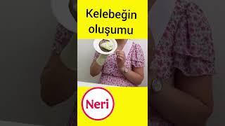 474) kelebeğin oluşumu #kindergartenactivities #okulöncesi #anasınıfı #etkinlik #educational #çocuk