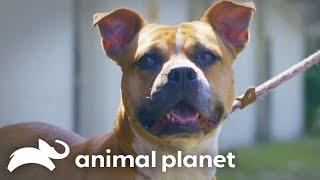 Her Birthday Wish: How Adopting a Pit Bull Changed Everything | Pit Bulls and Parolees