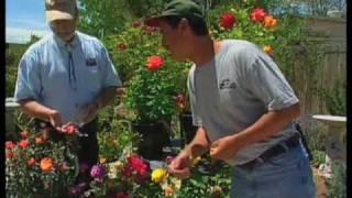 How To Prune Roses In The Summer