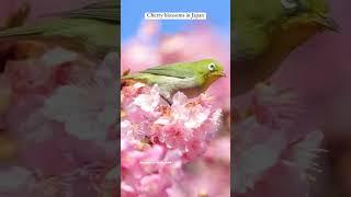 Spring #shorts #flowers #animals #birds #nature #cherryblossom #日本 #video #japan #asia #short