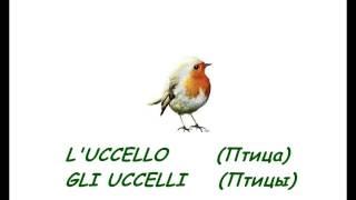 птицы итальянский русский с артиклями единственное множественное ucelli russo italiano