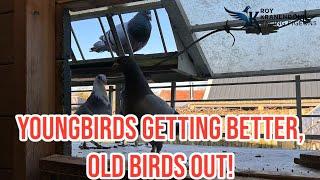 Youngbirds Getting Better | Old Birds Out | Racing Pigeons! |