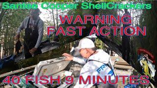 Fast Action Fishing Warning  Bedded ShellCrackers