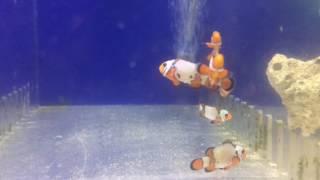 Sustainable Aquatics Extreme Snowflake Clownfish