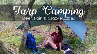 Solo Tarp Wild Camping With Deer, Rain & Crazy Mozzies! 