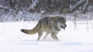 Wolf Videos | #wolf | Wolves Royalty Free Videos Stock Footage | Cute Owl Edu |  @yashpatwardhan