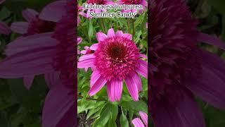 Echinacea purpurea ‘Summer Candy’ #echinacea #flowers #asteraceae #perennial #plants #jardin #nature