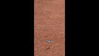 this is not a test, baseball is back in szn @hafu #baseball #worldrecord #sports